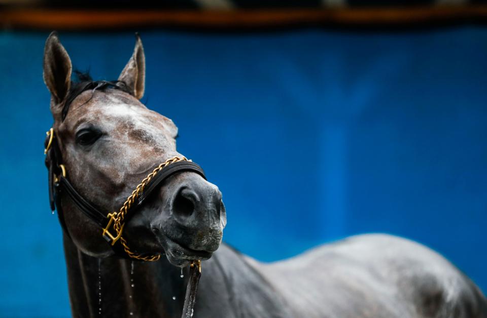 Kentucky Derby hopeful Hit Show takes in the backside scene Friday morning, April 28, 2023 at Churchill Downs. The horse placed second in the Wood Memorial Stakes on April 8 and won the Wither Stakes in February. Trainer is Brad Cox.