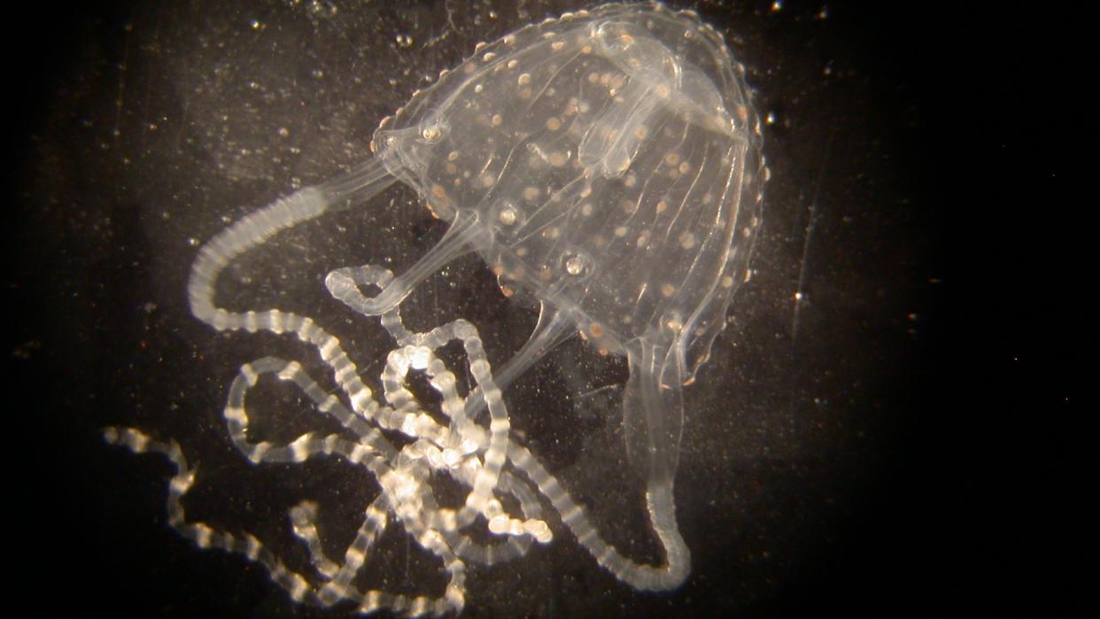  A close-up of a tiny translucent jellyfish against a black background . 