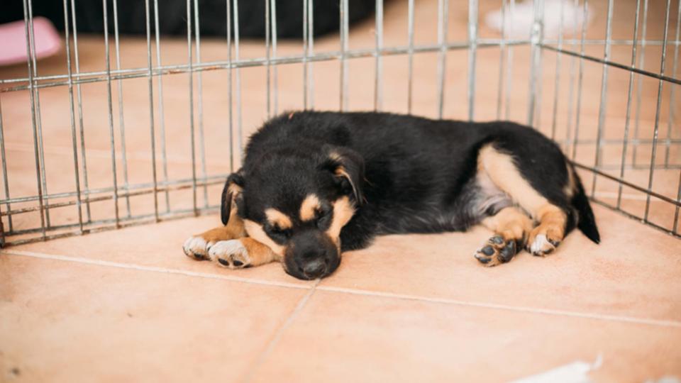 puppy in crate