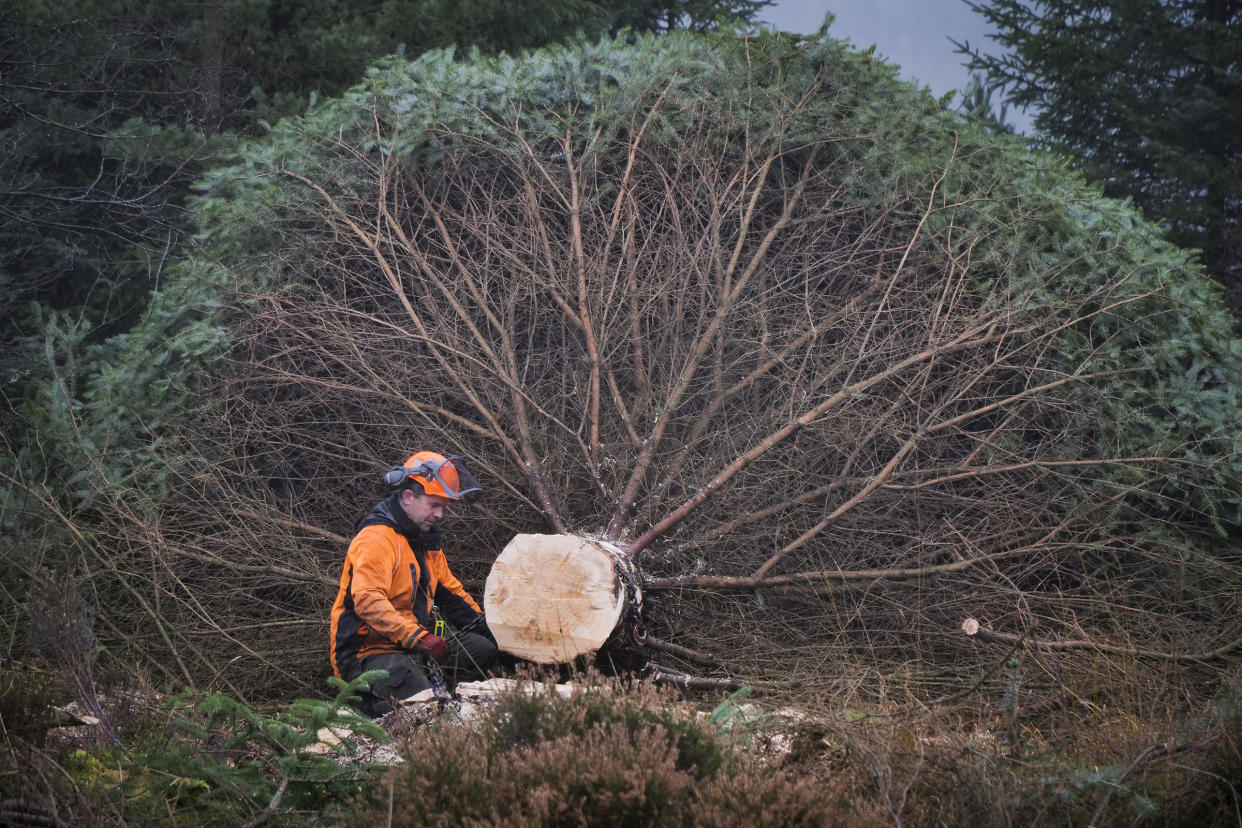 The tree was prepared on site before being transported to London (Mark Pinder/FC England/PA)