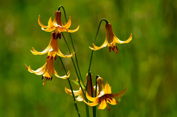 13) Canada Lily