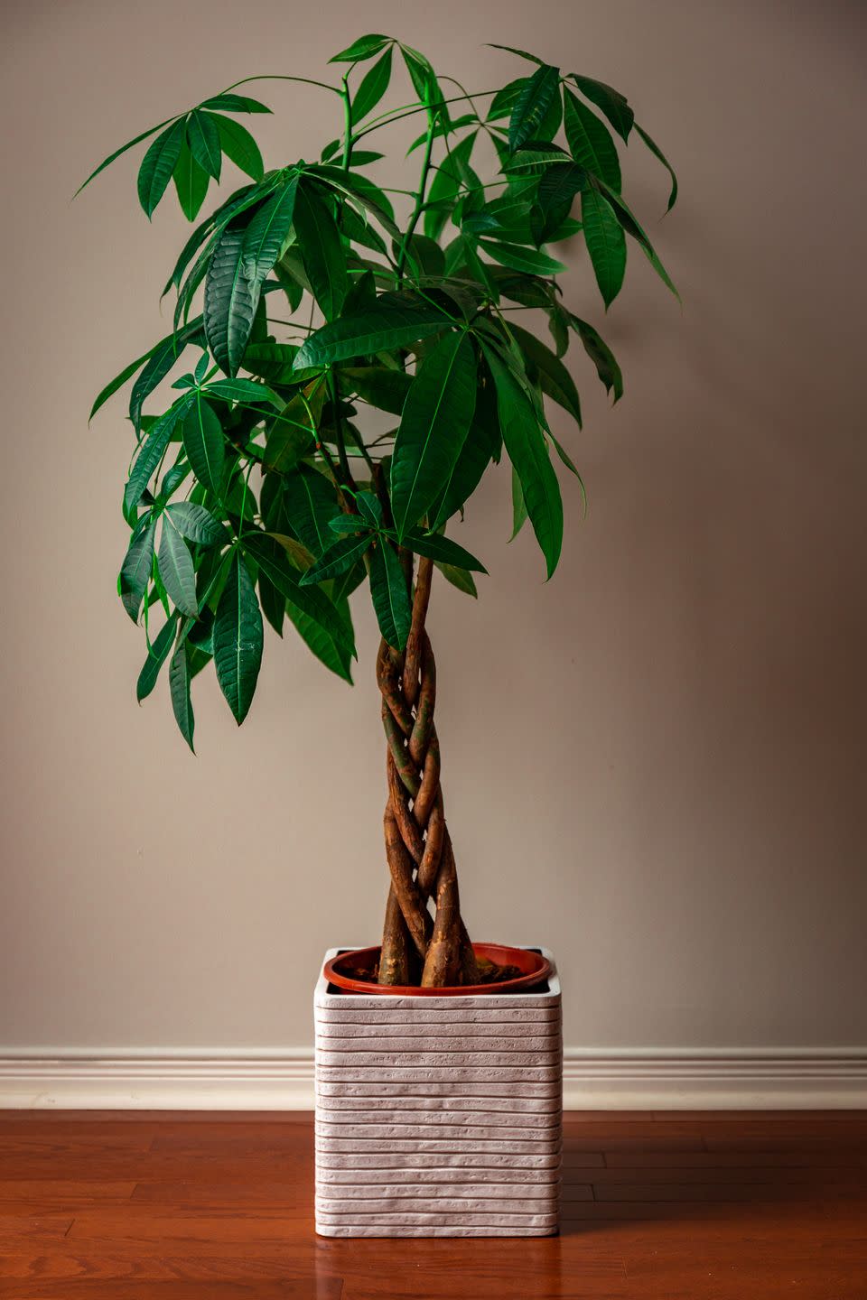 money tree care, tree against a grey background