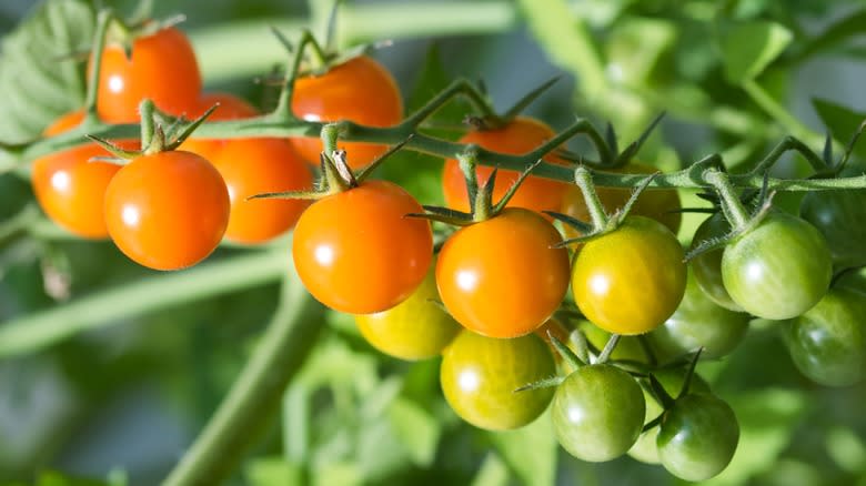 sun gold tomatoes on vine