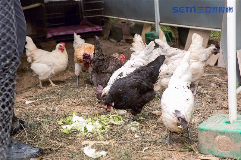 湯志偉餵雞吃4種飼料外，還餵雞吃黨參粉來增加牠們健康。 （圖／記者楊澍攝影）