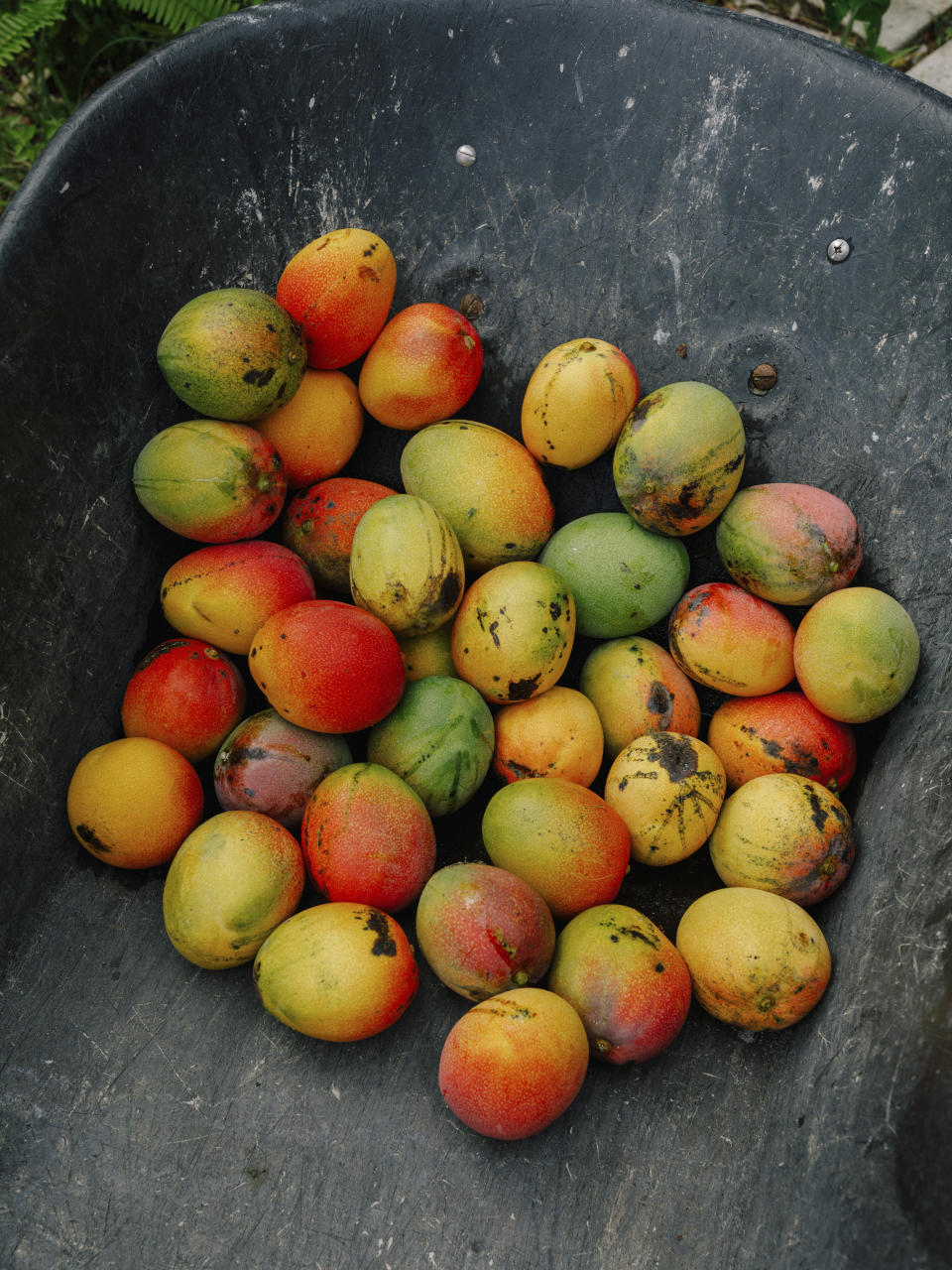 Un mango que cayó a la acera desde el árbol de arriba en Miami, el 4 de julio de 2023. (James Jackman/The New York Times)
