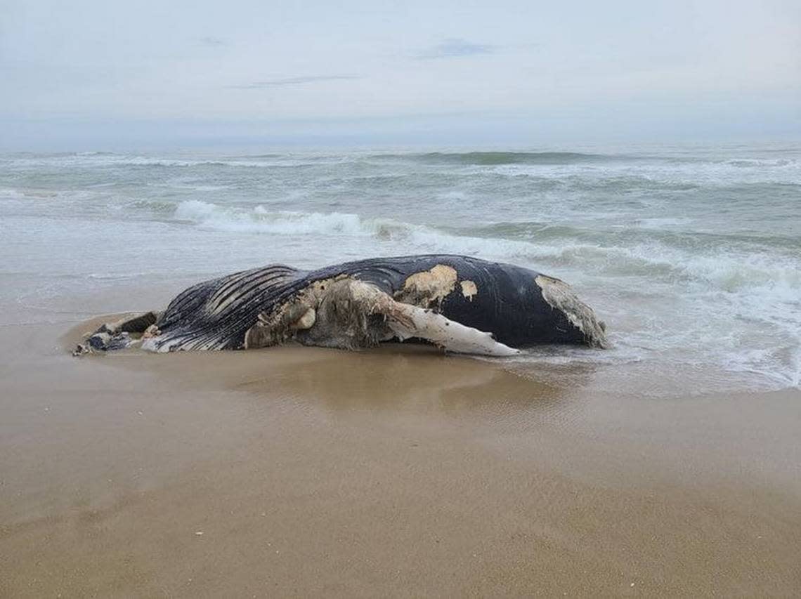 This adult humpback whale was found dead at Pea Island National Wildlife Refuge in 2021. It was one of three humpbacks that stranded along the North Carolina coast that year.