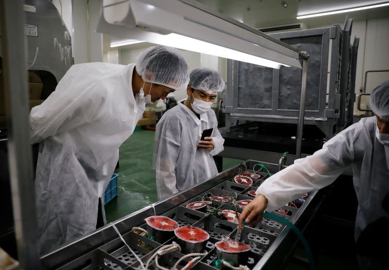 Misaki Megumi Suisan Co. President Masamitsu Ishibashi and tuna buyer Shingo Ishii, attend a demonstration of the 'Tuna Scope' with Kazuhiro Shimura, a director at Dentsu Group's Future Creative Center, in Miura, Japan