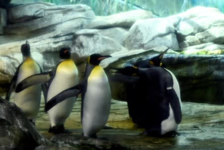 Broody male penguin couple adopt egg at Berlin Zoo