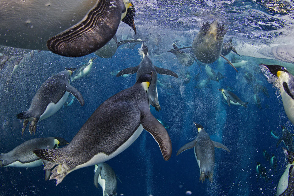 In this photo provided on Friday Feb. 15, 2013 by World Press Photo, the 1st prize Nature Stories by Paul Nicklen, Canada, for National Geographic magazine shows Emperor Penguins, even though they have evolved an incredibly advanced bubble physiology the greatest challenge they face is the loss of sea ice that supports their colonies and ecosystem. (AP Photo/Paul Nicklen, National Geographic magazine)