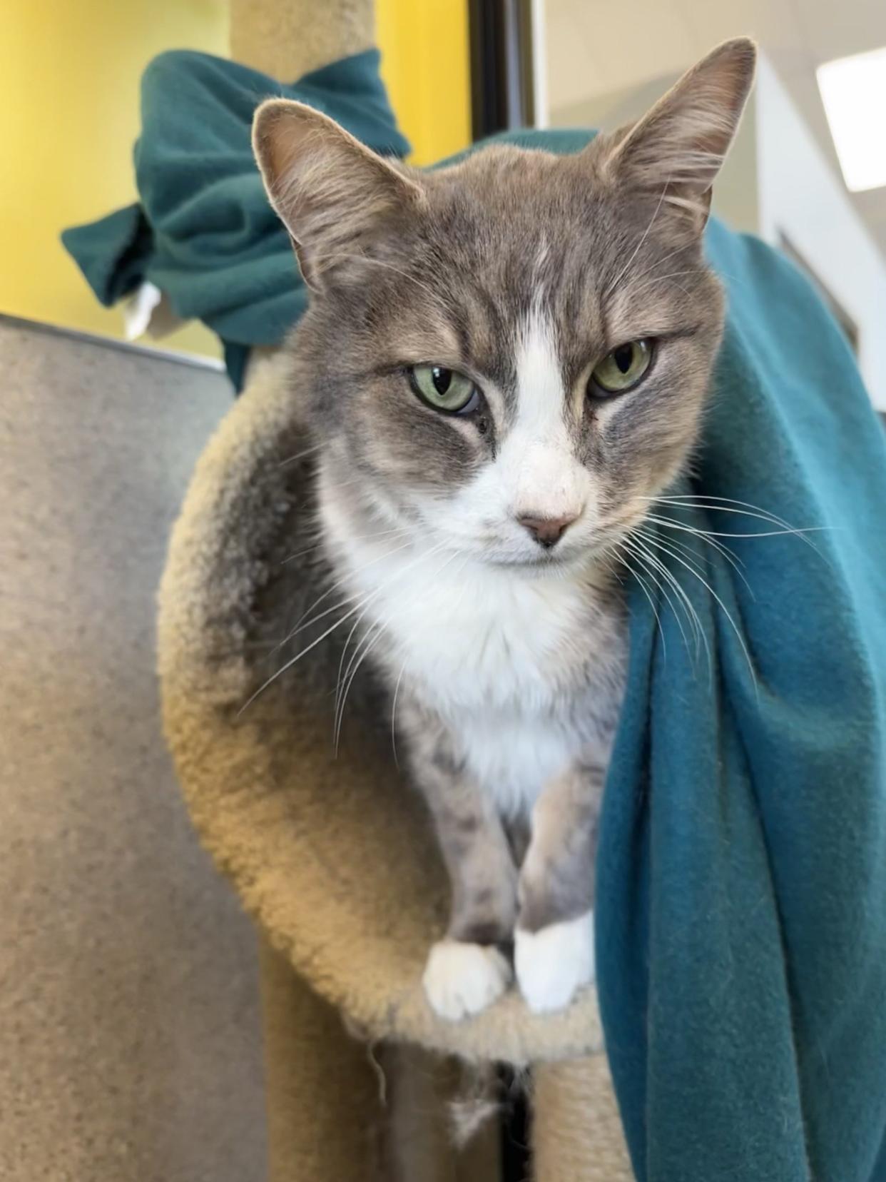Googley is a seven-year-old cat available for adoption at Greenhill Humane Society.