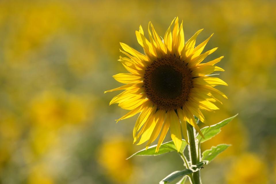 Sunflower