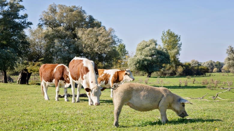 Cows and pig grazing field