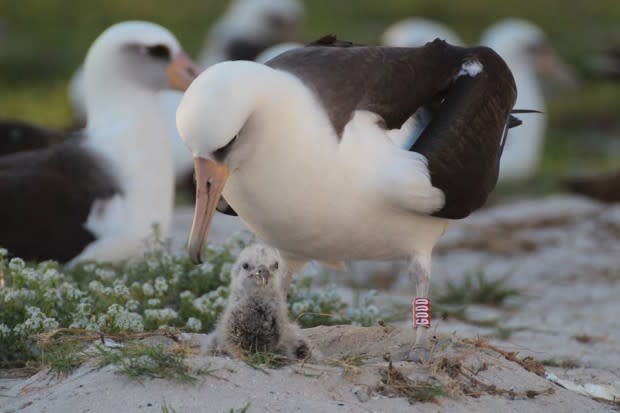 世上已知最年長的野生鳥類——黑背信天翁「智慧」與她的雛鳥「Kūkini」。