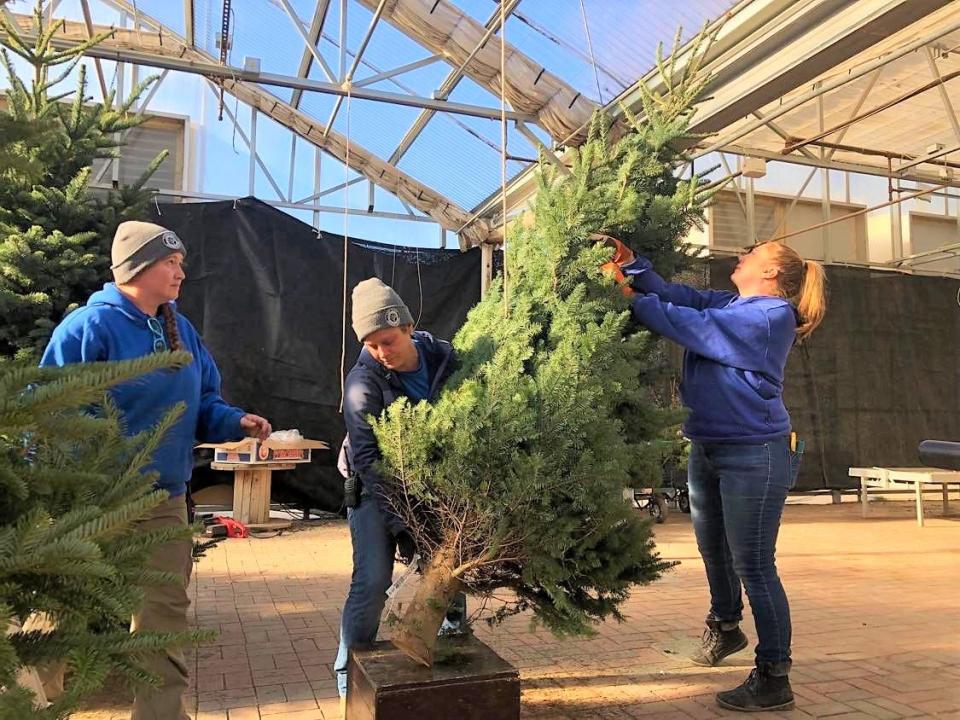 (Right to left) Tandi Massingale, Dana Krogman and Michelle Krumbach, all employees of Landscape Garden Centers, lift a Christmas tree and prepare to hang it from the ceiling for display Nov. 17, 2021.