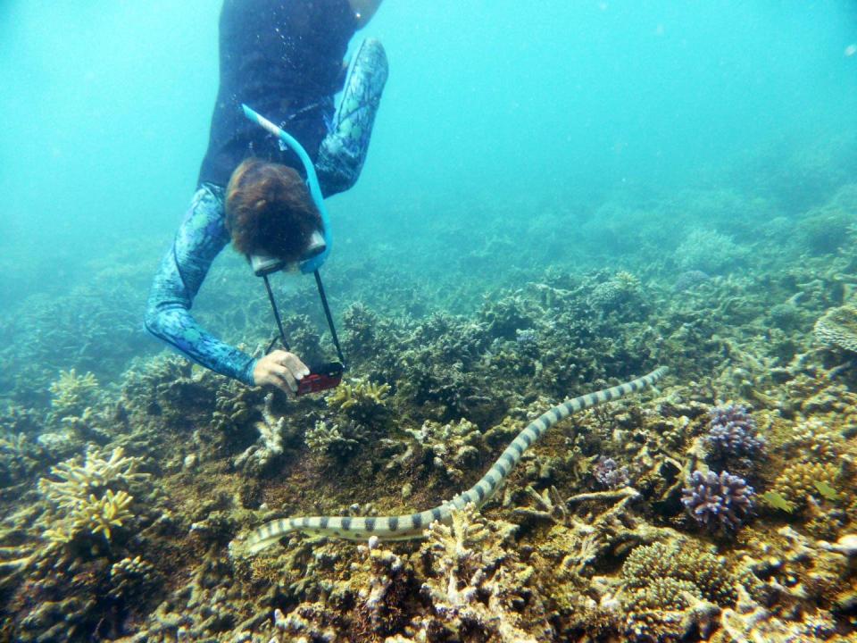 Snorkeling for sea snakes.