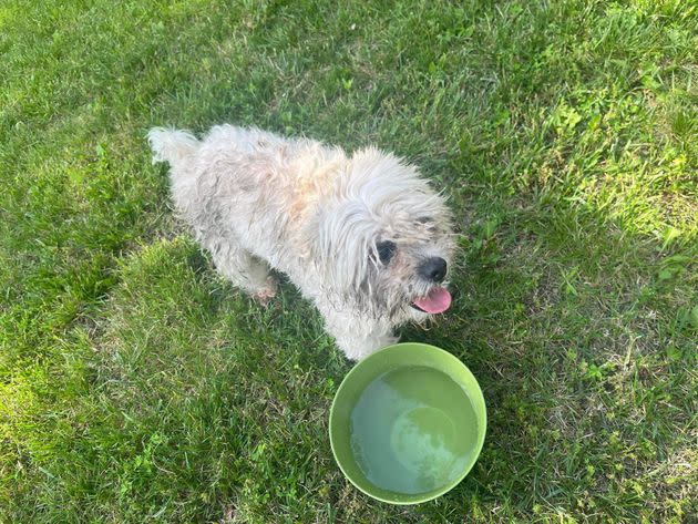 Teddy, who was deaf and blind, was stumbling around a woman's backyard when he was fatally shot by an officer on Sunday, May 19.