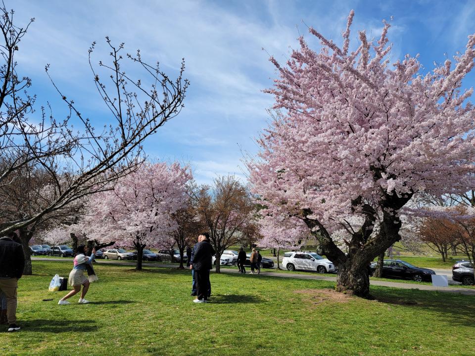 Two visitors stand next to each other in a grassy field as another visitor takes their photo in front of a large, light-pink cherry tree.