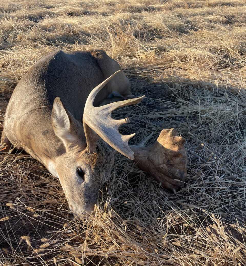 Wiesenburger took the buck with a 100-yard shot from a permanent ground blind.