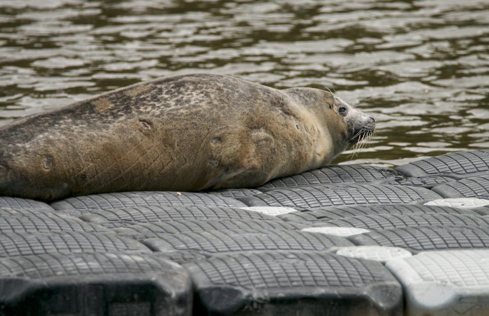 A harbor seal has become a celebrity around Great Bay.