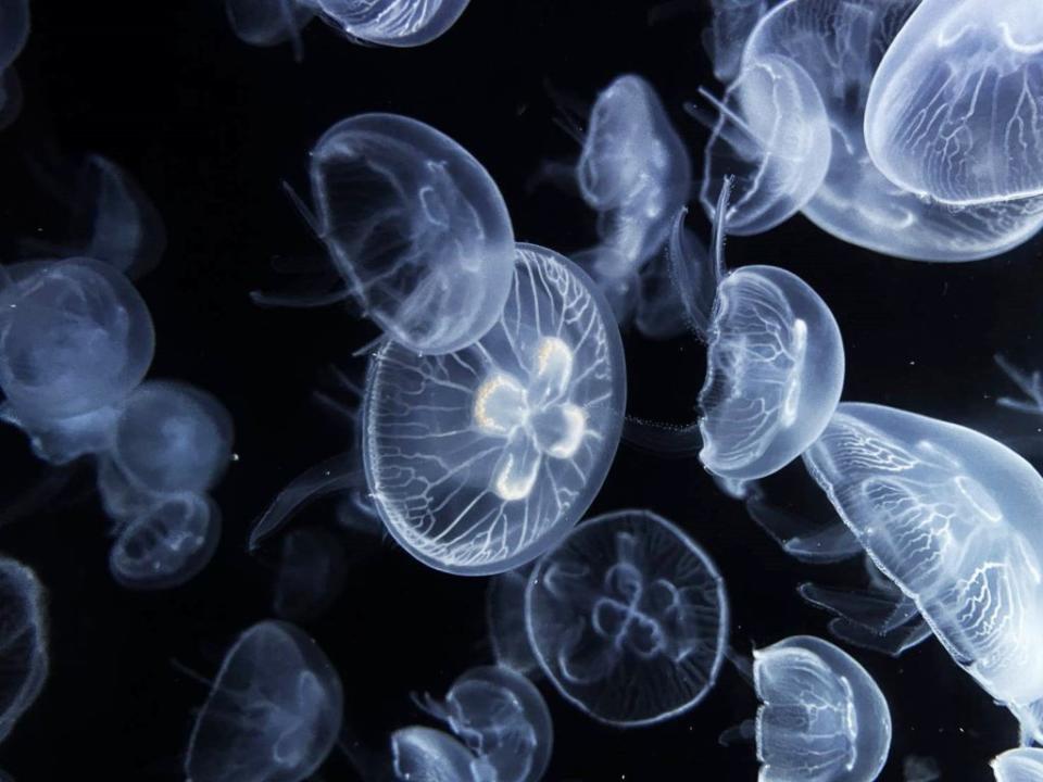 海景公司與日本加茂水族館簽署互惠友好協議，雙方交流水母飼養技術；屏東海生館目前展示四種水母，圖為溫帶海月水母。（記者毛莉翻攝）