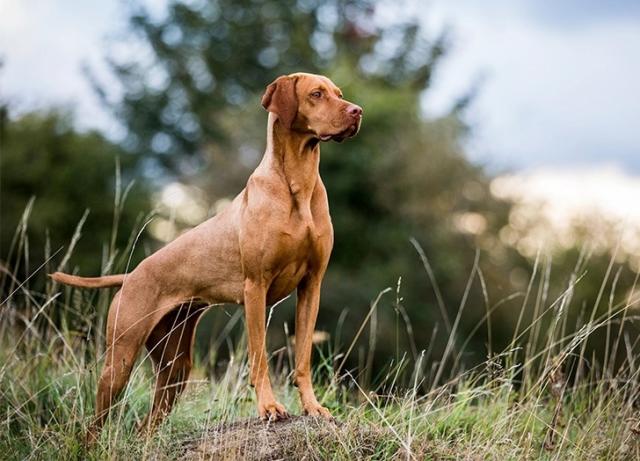 Is Human-Grade Dog Food Worth It? Vets Weigh in - PureWow