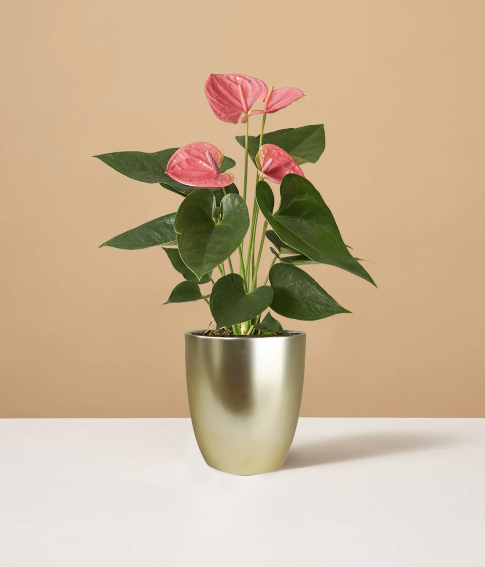 <p><a href="https://go.redirectingat.com?id=74968X1596630&url=https%3A%2F%2Fwww.thesill.com%2Fproducts%2Fpink-anthurium&sref=https%3A%2F%2Fwww.goodhousekeeping.com%2Fholidays%2Fgift-ideas%2Fg60502143%2Fwedding-gifts-for-parents%2F" rel="nofollow noopener" target="_blank" data-ylk="slk:Shop Now;elm:context_link;itc:0;sec:content-canvas" class="link ">Shop Now</a></p><p>Pink Anthurium</p><p>$78.00</p>