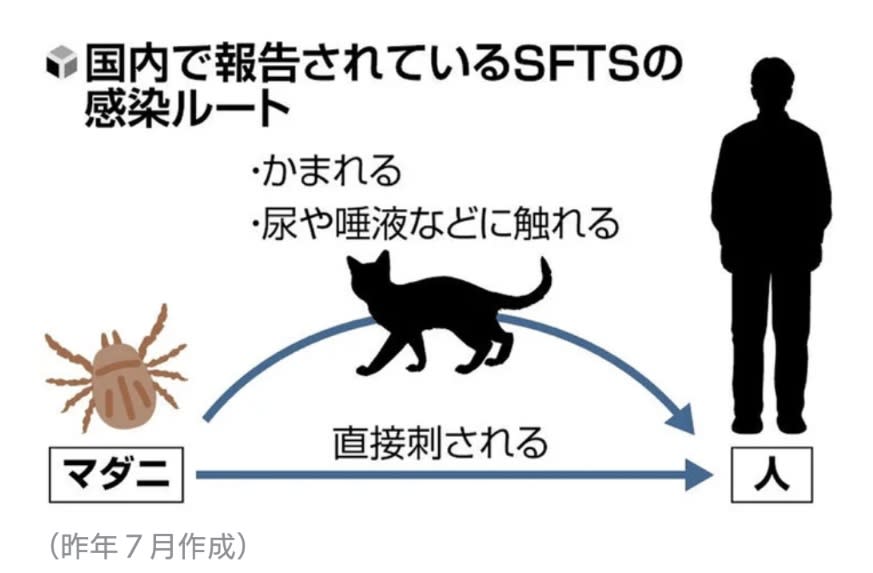 日本首次確認出現蜱蟲病人傳人病例！減少接觸野生動物/穿淺色長袖衣褲防被感染！