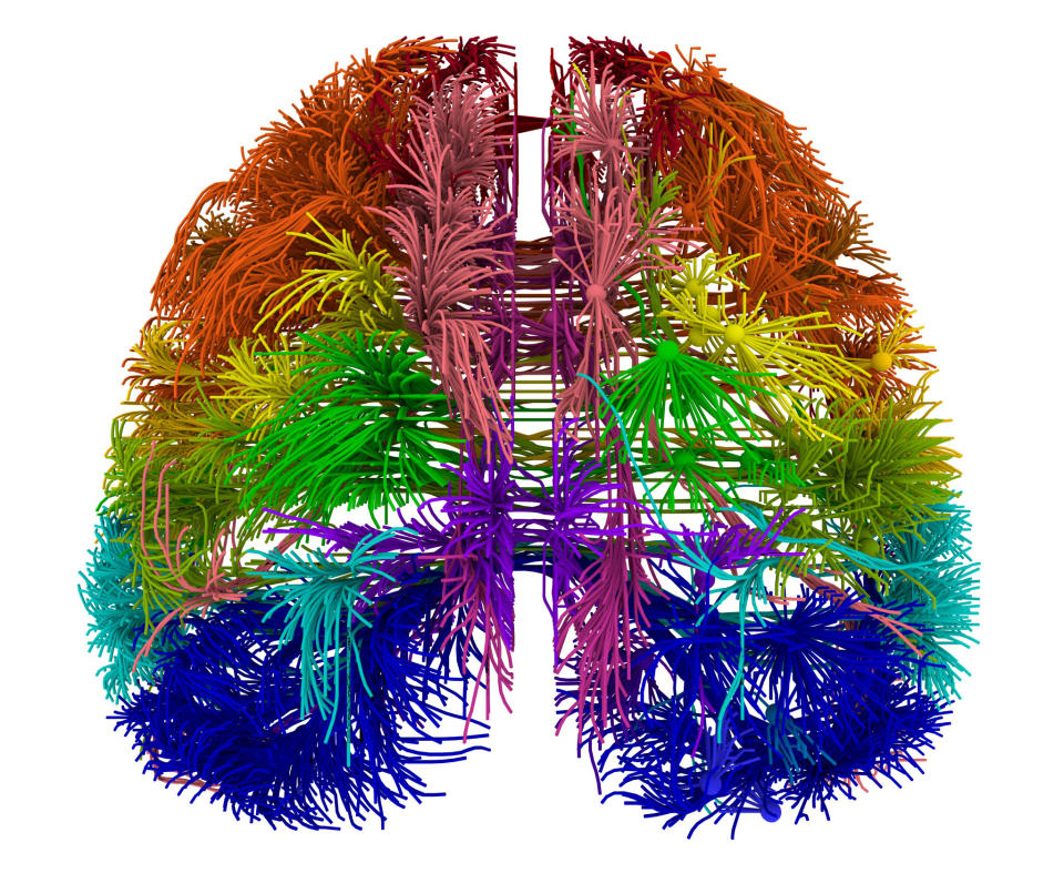 This image provided by the Allen Institute for Brain Science on March 28, 2014 shows a top-down view of connections originating from different cortical areas of the mouse brain. The research published Wednesday, April 2, 2014 is the first brain-wide wiring diagram for a mammal at such a level of detail. While it does not reveal every connection between each of the rodent's 75 million brain cells, it shows how parts of the brain are connected. (AP Photo/Allen Institute for Brain Science)