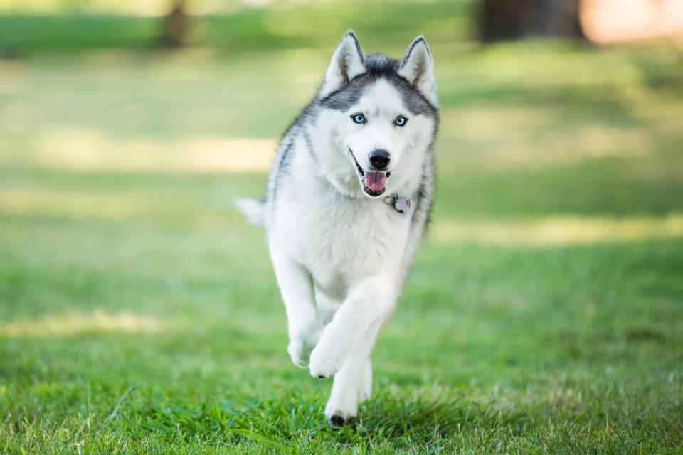 Best Wolfish Dog Breeds the Whole Family Will Adore (Including Grandma)