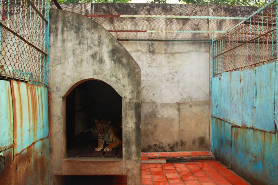 FILE - In this file photo taken on July 4, 2012, a tiger lies in a concrete shelter at a tiger farm in southern Binh Duong province, Vietnam. Conservationists allege that Vietnam's 11 registered tiger farms are merely fronts for a thriving illegal market in tiger parts, highly prized for purported - if unproven - medicinal qualities. (AP Photo/Mike Ives, File)