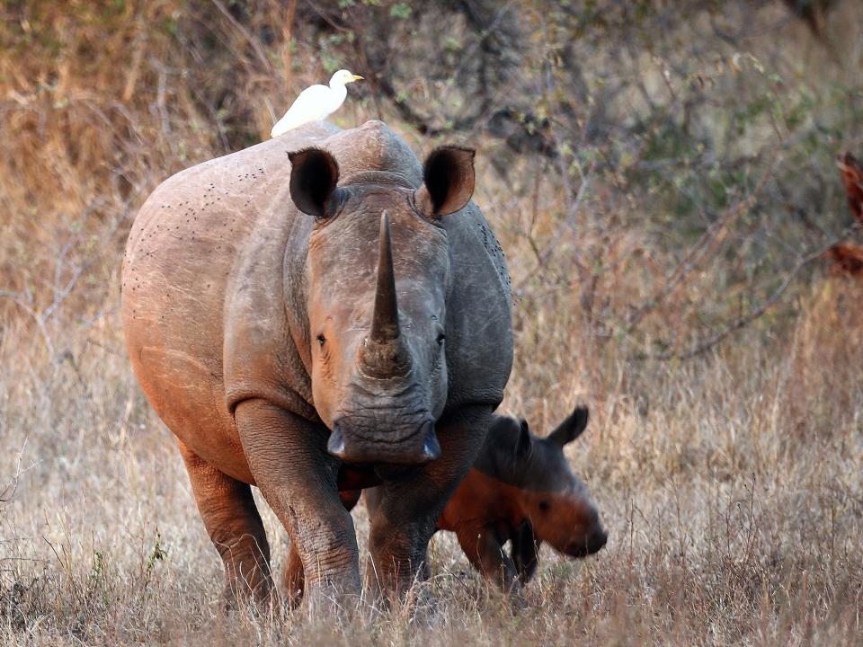 white rhino