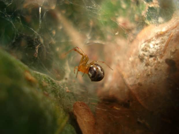  A single communal spider (Anelosimus studiosus) in repose. (Joseph Lapp - image credit)