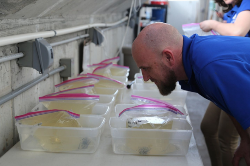 Aquarium staff has to check on the frogs multiple times a day to ensure they are healthy, the director said. North Carolina Aquarium at Fort Fisher