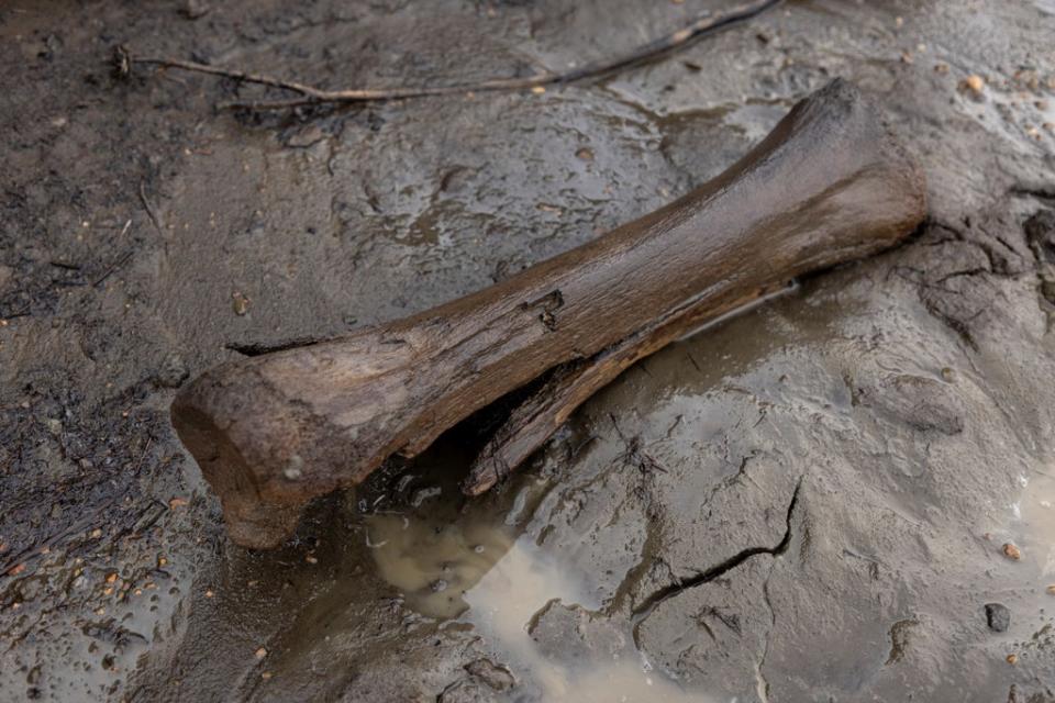A bone is seen on the bank of the Kolyma river (Reuters)