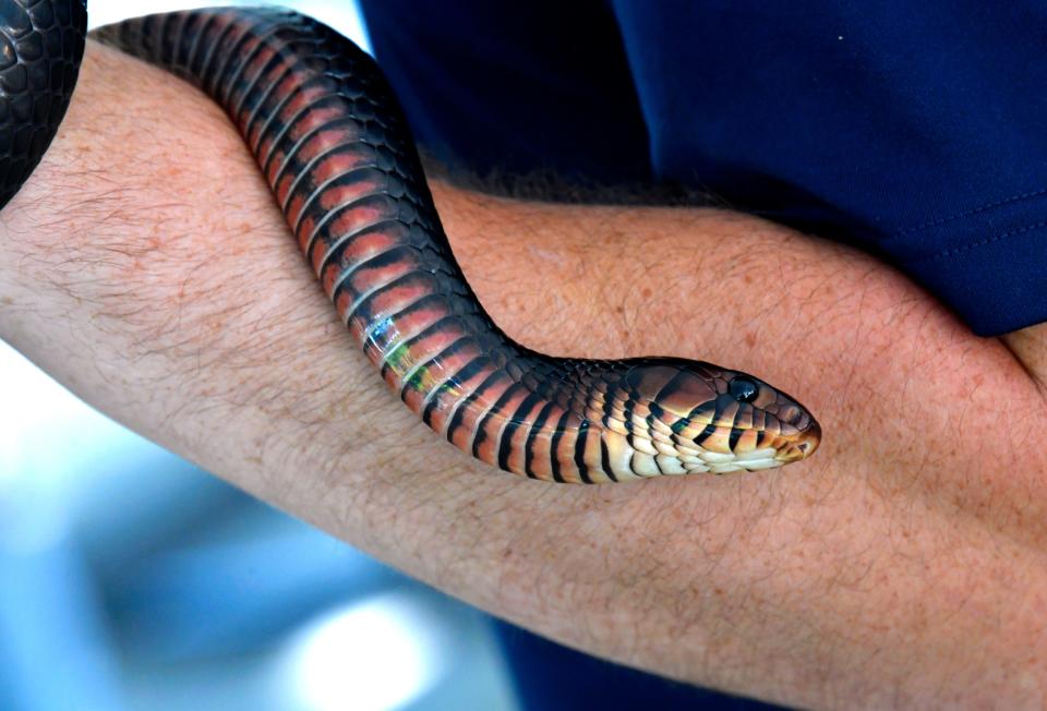 Matt Foster holds the Abilene Zoo's indigo snake as he shows her off Saturday during World Snake Day July 16, 2022.