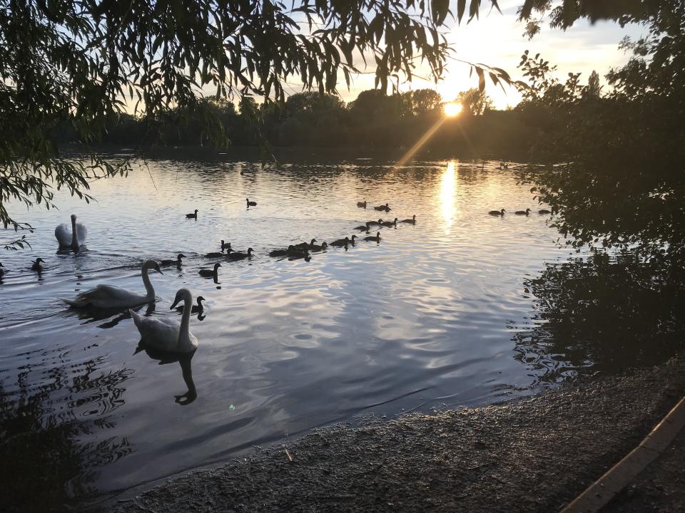 Rescued ducks released safely at a nature reserve