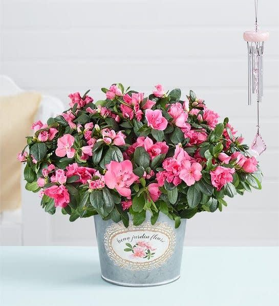 <p><a href="https://go.redirectingat.com?id=74968X1596630&url=https%3A%2F%2Fwww.1800flowers.com%2Fpretty-pink-azalea-158397&sref=https%3A%2F%2Fwww.thepioneerwoman.com%2Fholidays-celebrations%2Fgifts%2Fg43296433%2Fmothers-day-gifts-for-grandma%2F" rel="nofollow noopener" target="_blank" data-ylk="slk:Shop Now;elm:context_link;itc:0;sec:content-canvas" class="link ">Shop Now</a></p><p>Pretty Pink Azalea Plant and Wind Chime</p><p>$59.99</p><span class="copyright">1-800-Flowers</span>