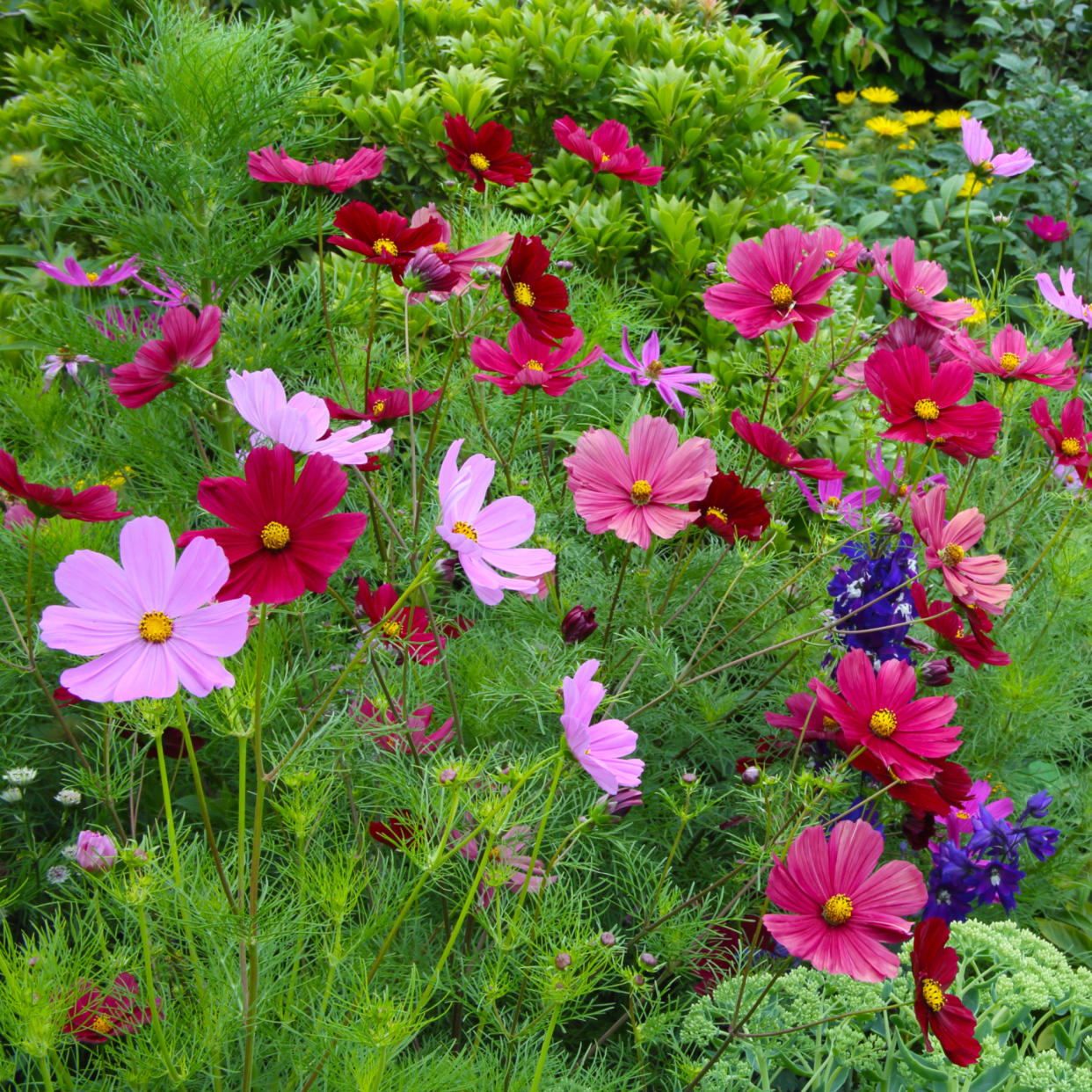  Assortment of colourful cosmos growing in field. 