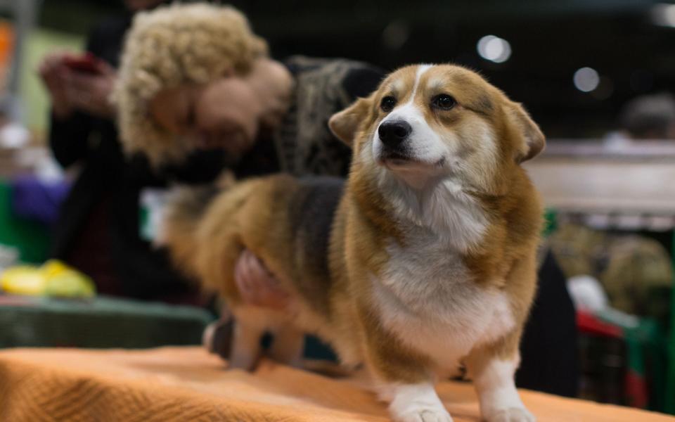 Ink, a Welsh Corgie is groomed during the first day of Crufts 2018 at the NEC in Birmingham - PA