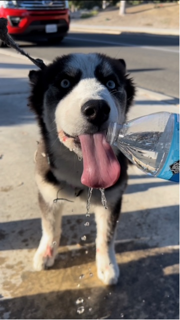 Ventura firefighters rescued an unidentified dog from a storm drain Wednesday night.