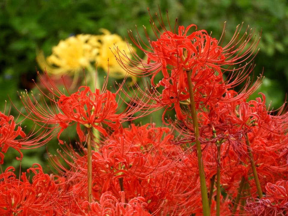 日本旅遊｜初秋必去~ 5大絕美彼岸花景點！逾500萬朵打造豔紅花海、期間限定曼珠沙華祭、琵琶湖+日落作背景