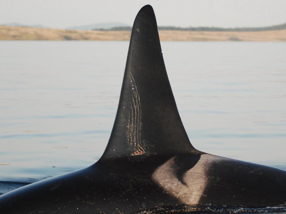 A picture of a killer whale's dorsal fin shows white parallel scarring left behind by rough play or fighting.