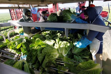 Crewmembers process romaine lettuce while working on a water jet harvester near Soledad, California, U.S., May 3, 2017. REUTERS/Michael Fiala