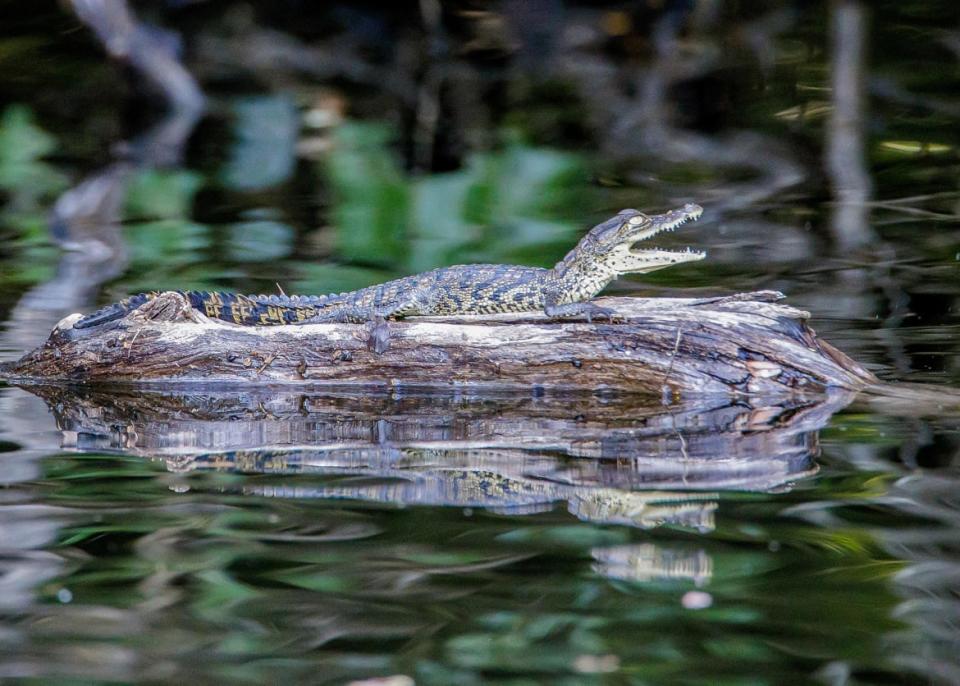 <div class="inline-image__caption"><p>Wildlife is a big part of the Mayan jungle experience. Because of its status as a protected area, the biggest in Central America, it is the perfect spot to see exotic wildlife.</p></div> <div class="inline-image__credit">Isabella Rolz, Jorge Rodriguez</div>