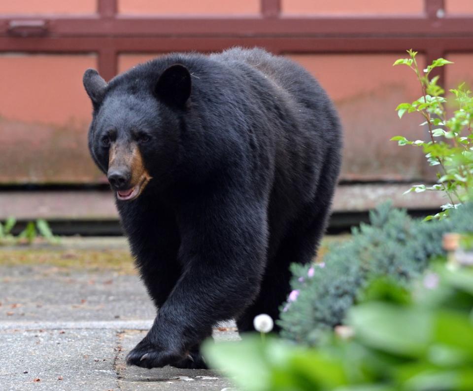 A bear, like this one, killed a woman’s Chihuahua in her Sparta yard on Monday. MediaNews Group via Getty Images