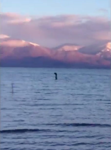 This bizarre sea creature was filmed in Albania. Photo: Australscope