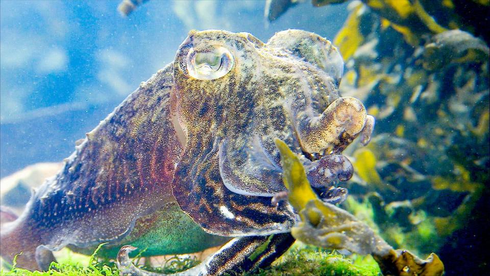 Der unglaubliche Tarnkünstler: Der Tintenfisch