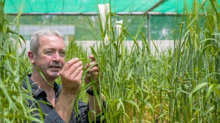 Malcolm Blundell from Australia's Commonwealth Scientific and Industrial Research Organisation (CSIRO) inspects a crop of Kebari barley in a glasshouse in Canberra, Australia, December 1, 2015. REUTERS/CSIRO/Handout via Reuters