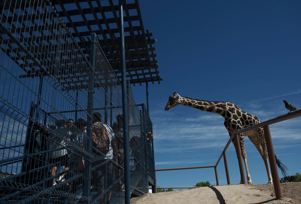 Children visit Benito the giraffe at the city run Central Park, in Ciudad Juarez, Mexico, Tuesday, June 13, 2023. Activists are working to get Benito, a 3-year-old male giraffe who arrived in May, removed from the small enclosure in the Mexican border city. Activists say it is cruel to keep the giraffe in the small fenced enclosure, by himself alone, with only about a half-acre to wander and few trees to nibble, in a climate he’s not used to. (AP Photo/Christian Chavez)