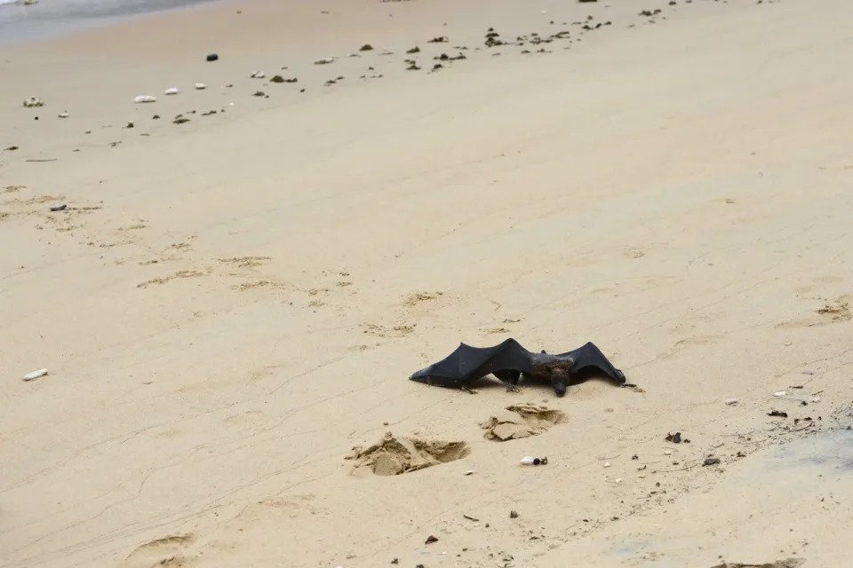 El maltrecho murciélago tras llegar a la playa por segunda vez. (Crédito imagen: Marcus Chua).